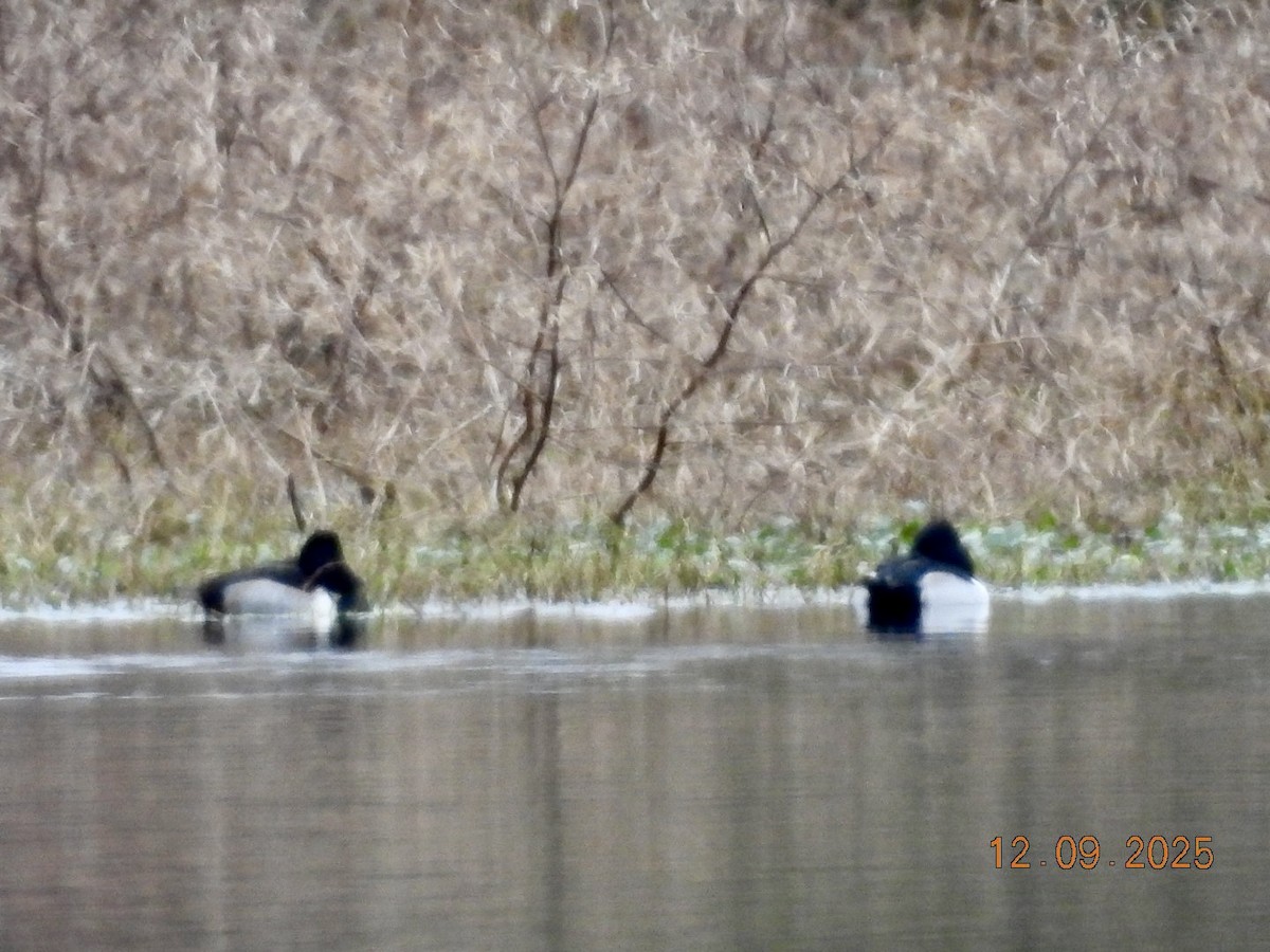 Halkalı Patka - ML646639347