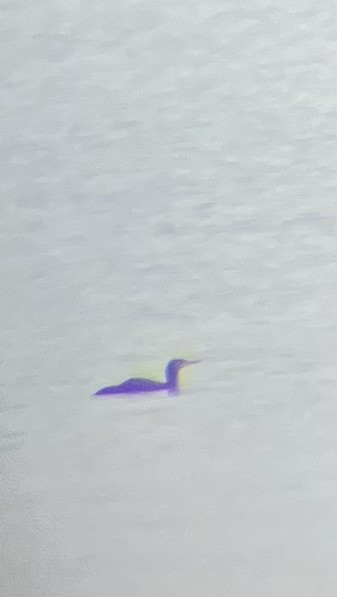 Kızıl Gerdanlı Dalgıç - ML646639351