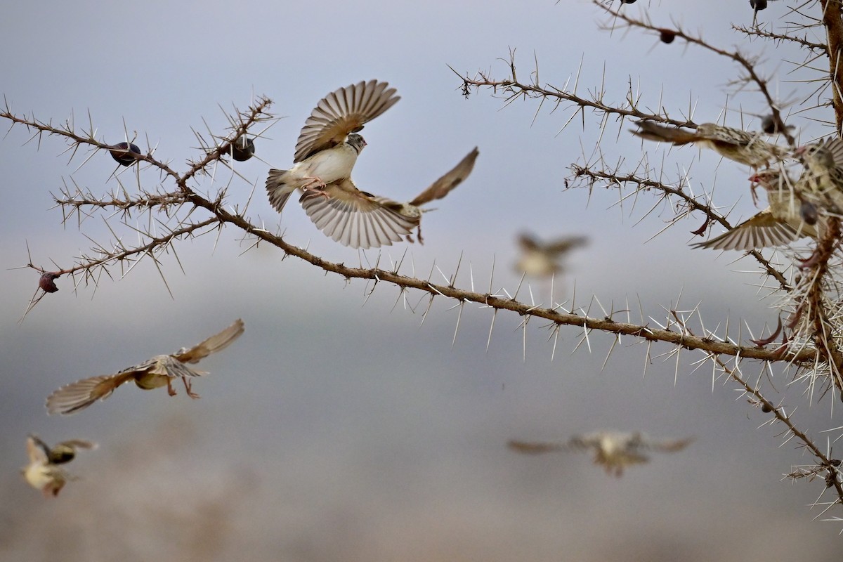 Kestane Rengi Serçe - ML646639353