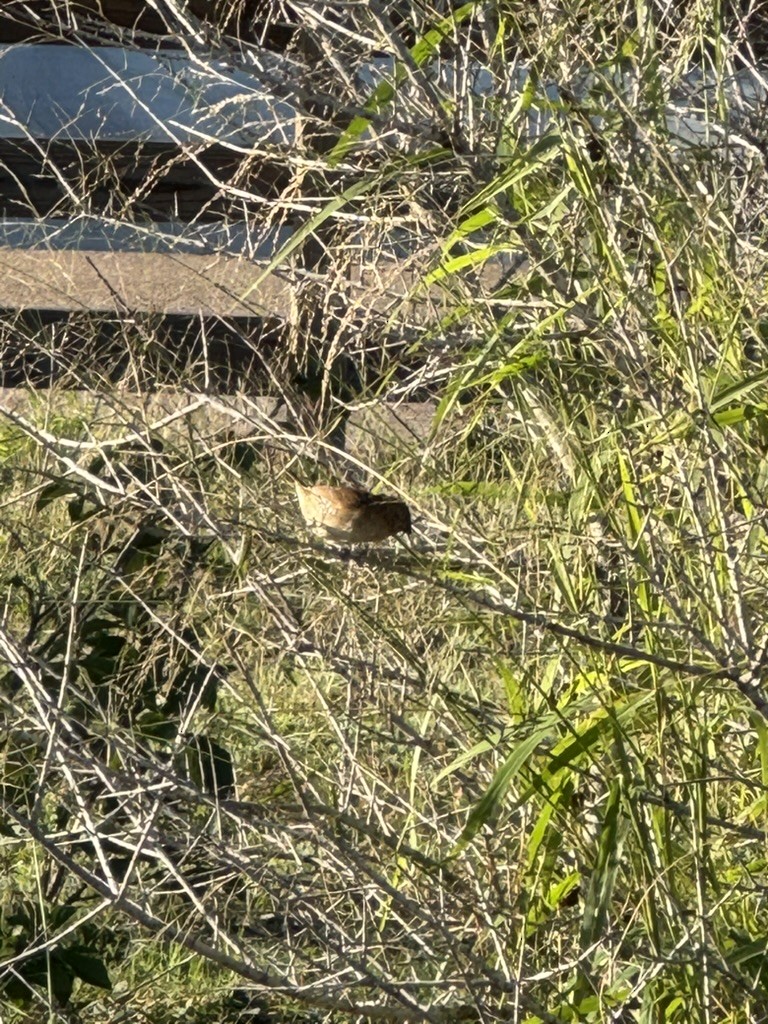 Pullu Munya - ML646639354