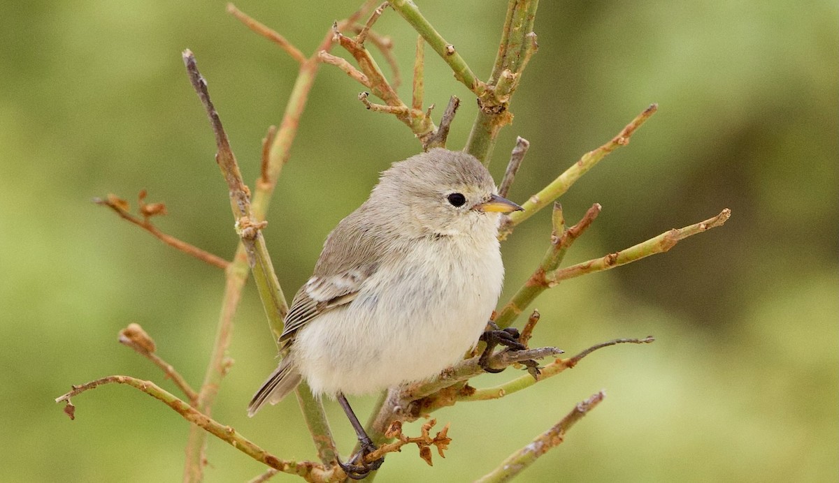 Gray Warbler-Finch - ML646639356