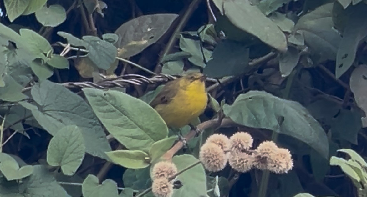 Zarcero Montano - ML646639357