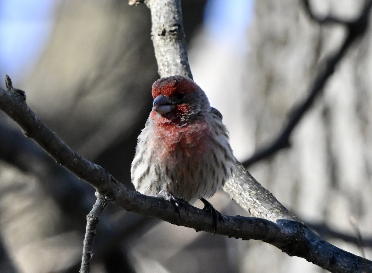 Burugorri arrunta - ML646639358