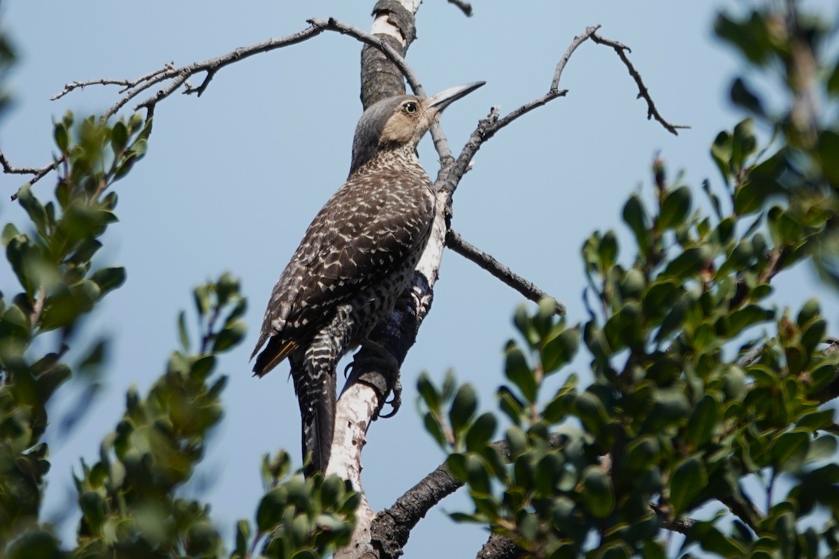 Pic du Chili - ML646639361