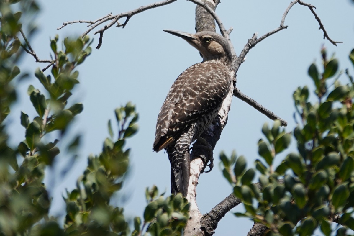 Pic du Chili - ML646639362