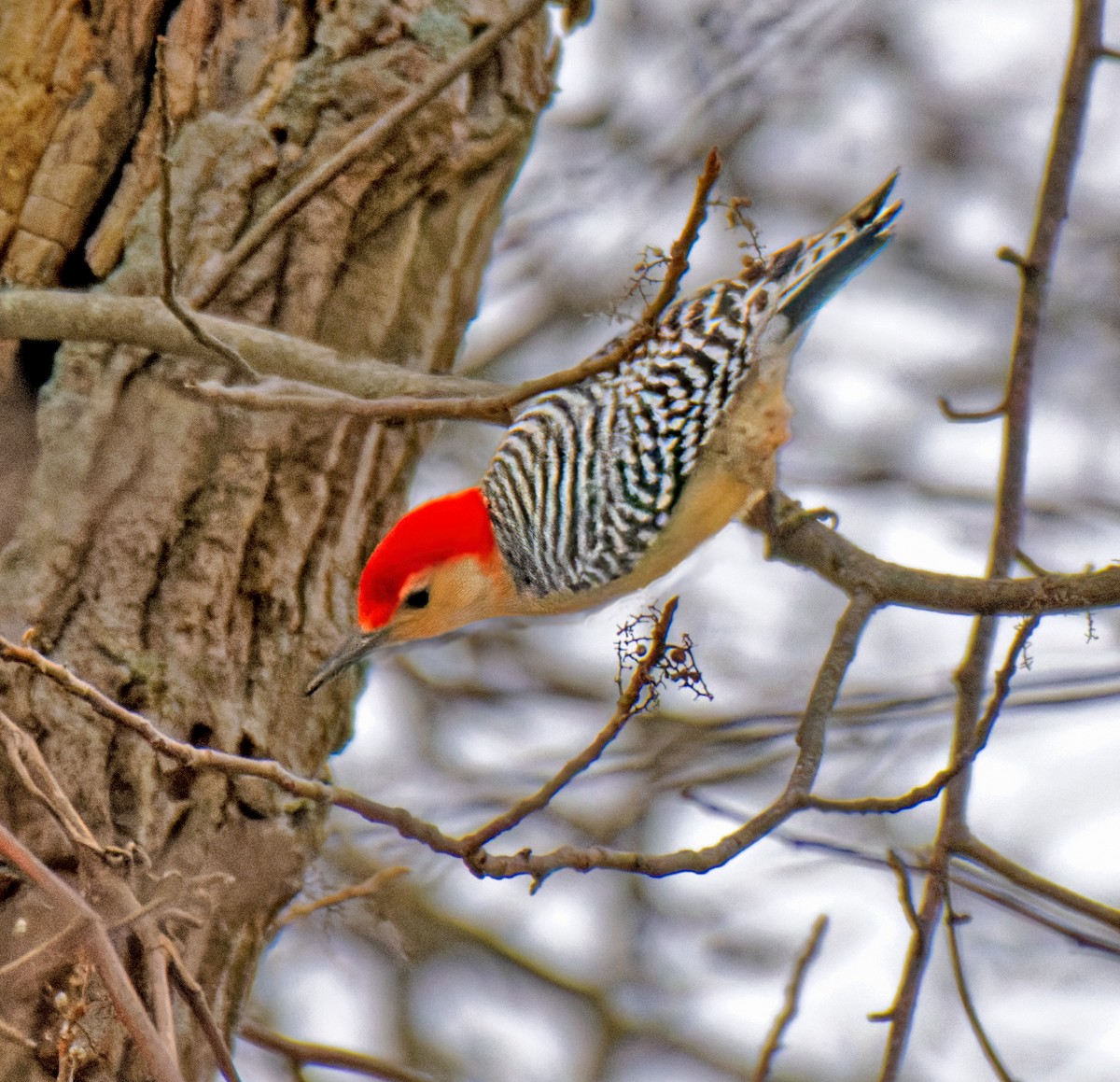 datel karolínský - ML646639363