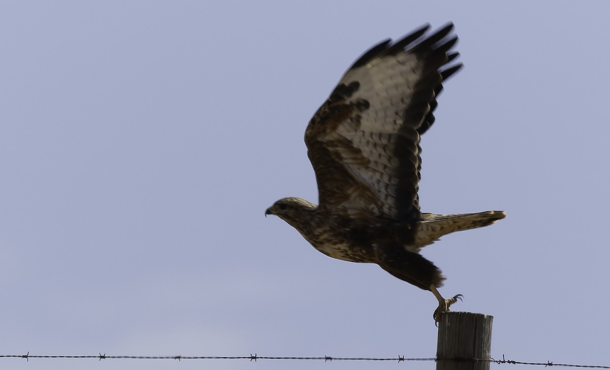 Felsenbussard - ML646639366