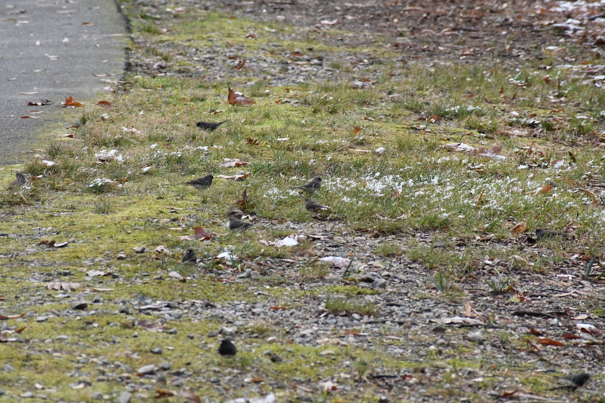 Юнко сірий (підвид hyemalis/carolinensis) - ML646639367