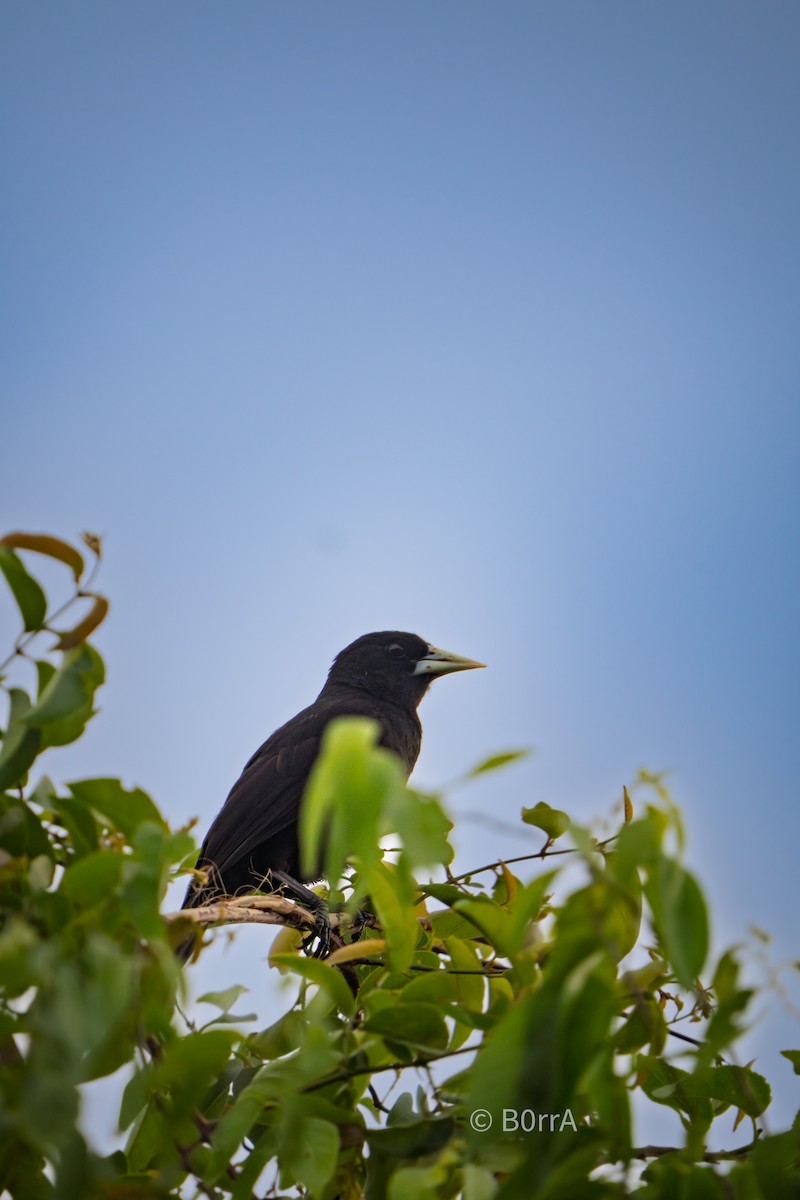 Cacique Solitario - ML646639368