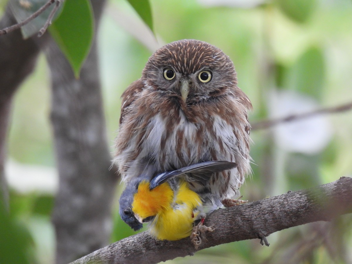 kulíšek peruánský - ML646639369