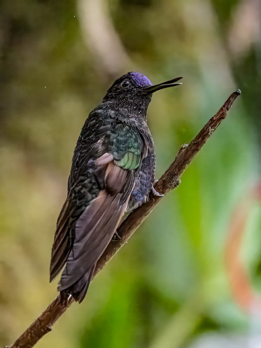 Colibrí Sietecolores - ML646639370
