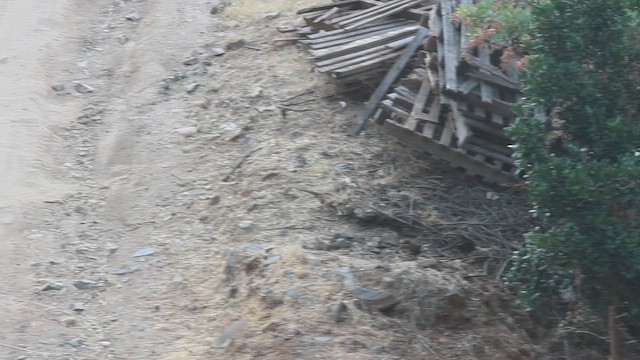 Moustached Turca - ML646639371