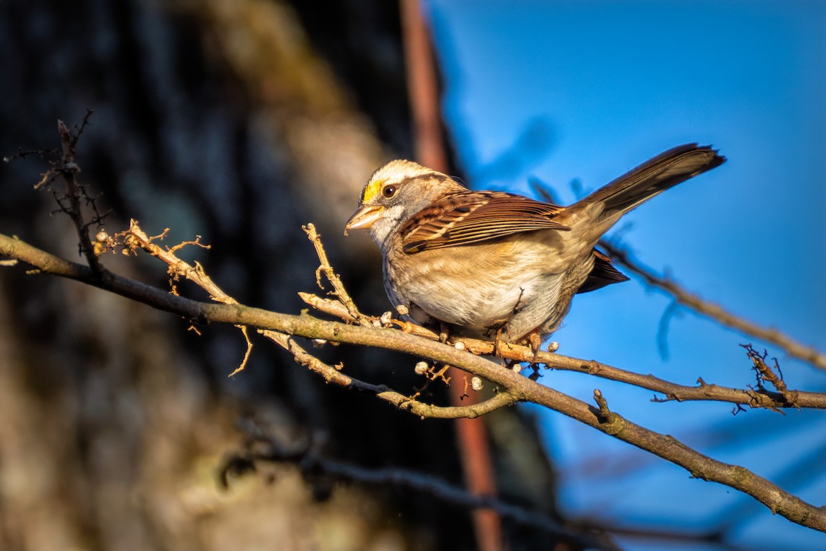 White-throated Sparrow - ML646639375
