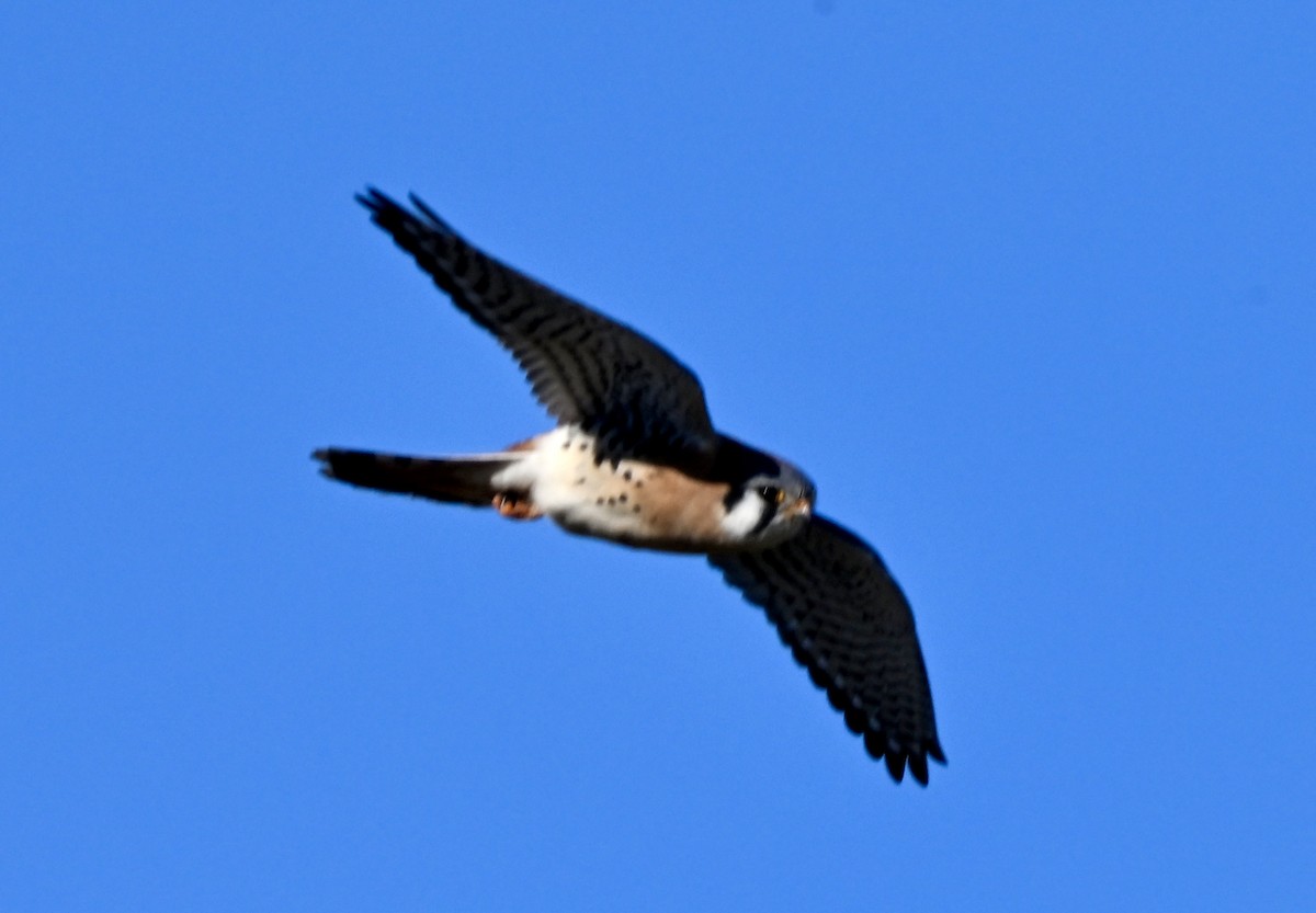 Belatz amerikarra - ML646639378