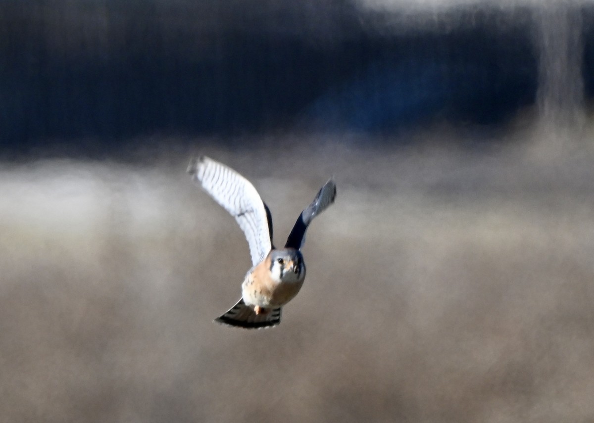 Belatz amerikarra - ML646639379