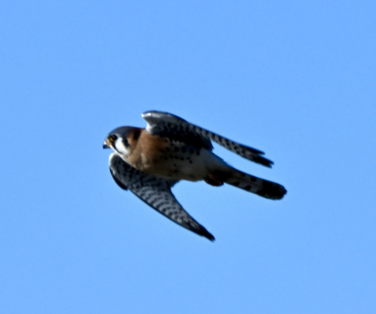 Belatz amerikarra - ML646639380