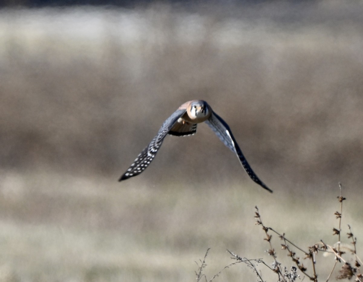 Belatz amerikarra - ML646639381