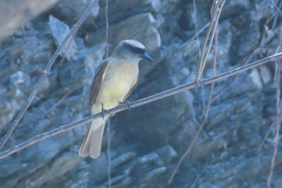 Baird's Flycatcher - ML646639382