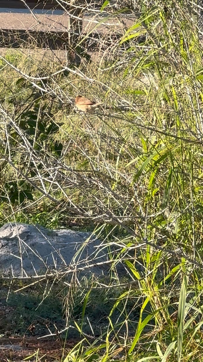 Scaly-breasted Munia - ML646639385
