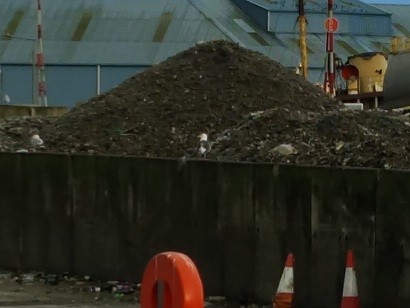 Great Black-backed Gull - ML646639393