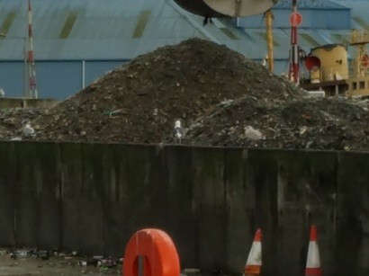 Great Black-backed Gull - ML646639394