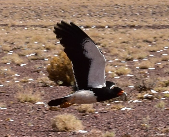 And Karakarası - ML646639396