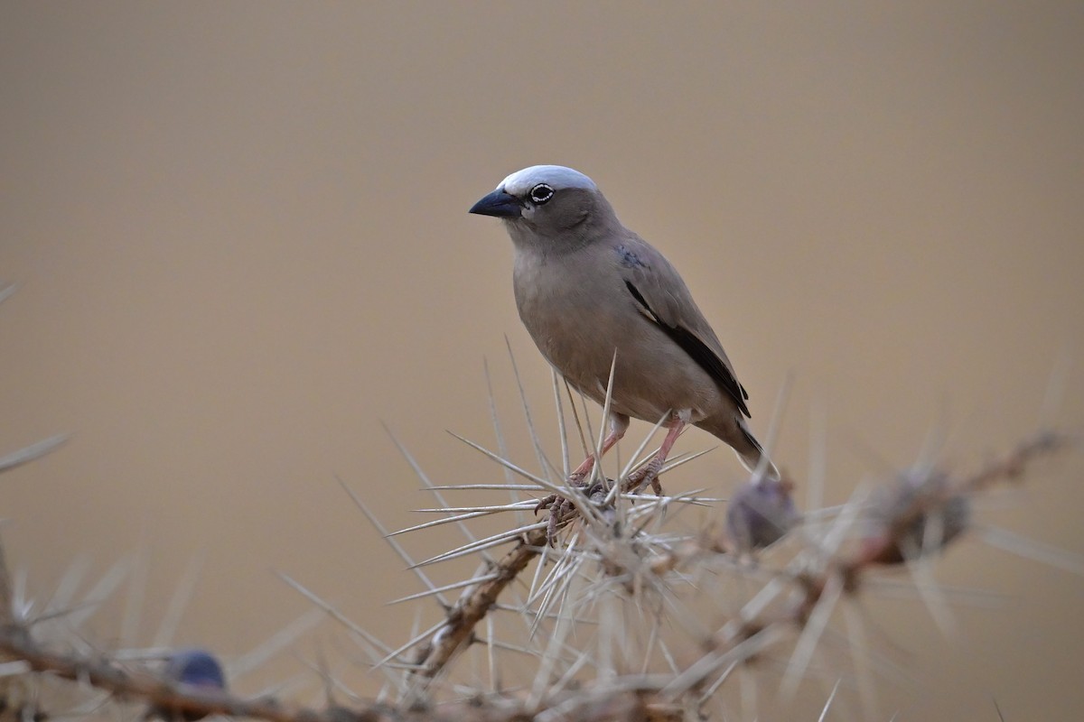 Républicain d'Arnaud - ML646639397