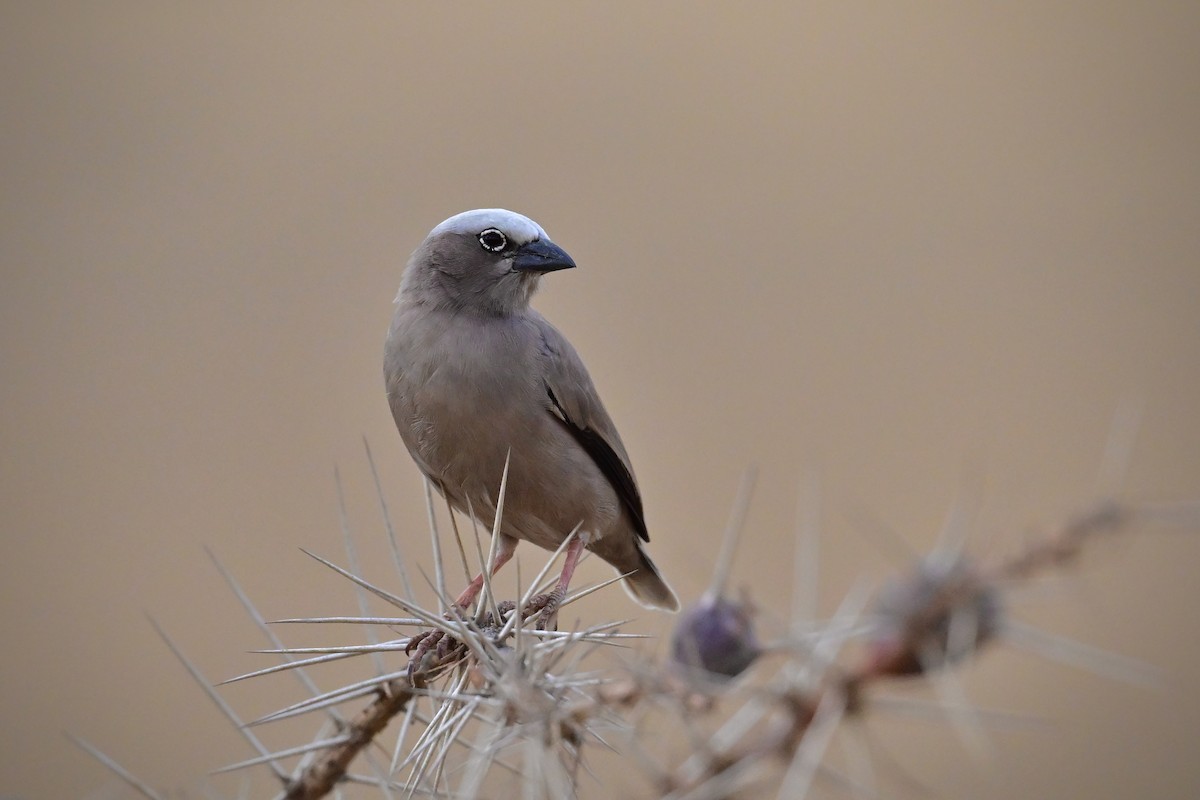 Républicain d'Arnaud - ML646639398