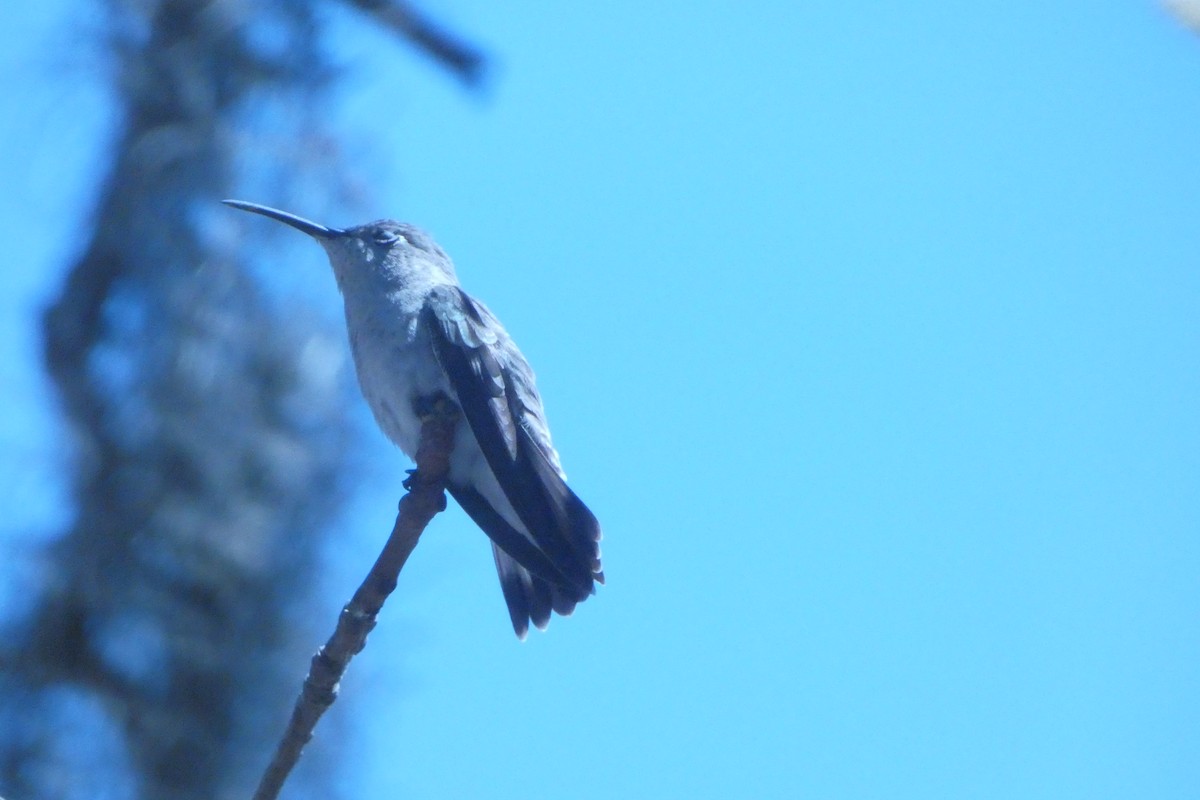 Tumbes Hummingbird - ML646639399