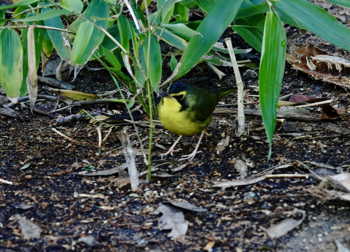Kentucky Warbler - ML646639400