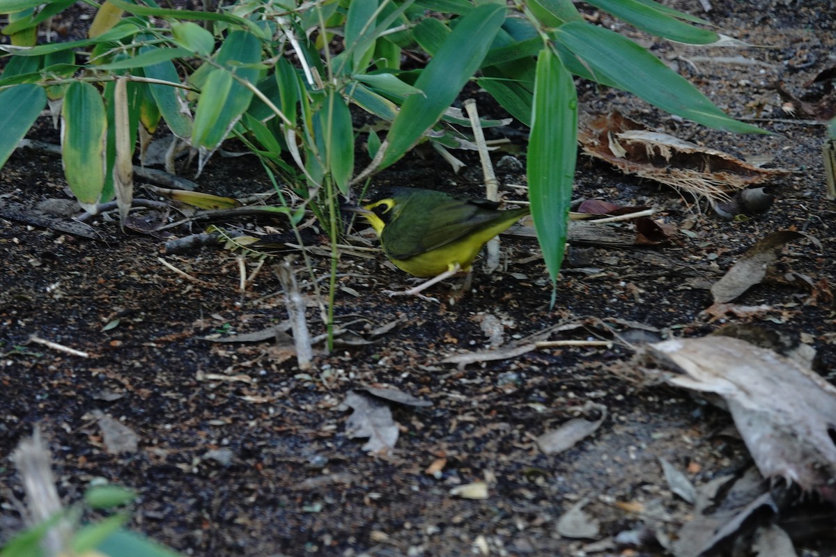 Kentucky Warbler - ML646639403