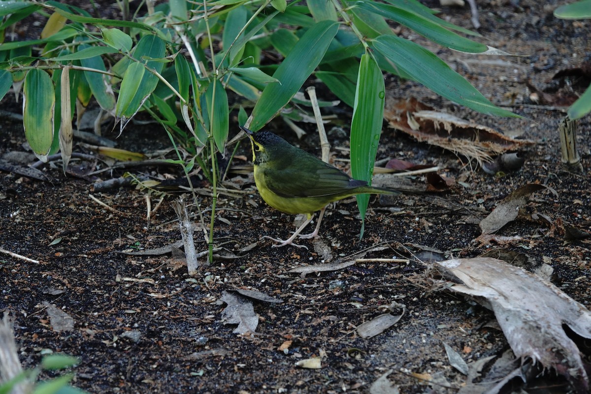 Kentucky Warbler - ML646639405