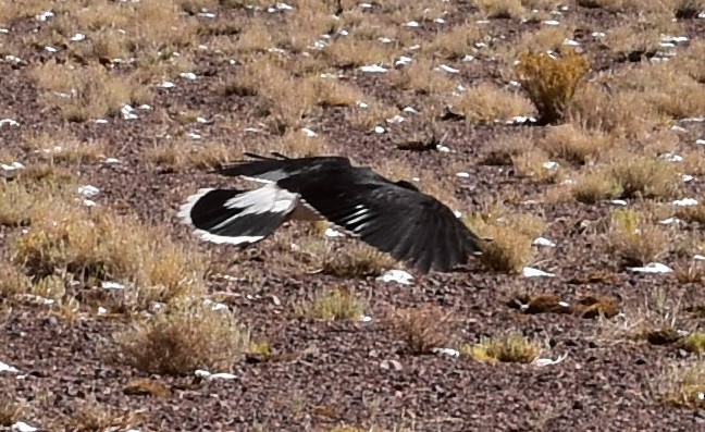 And Karakarası - ML646639407