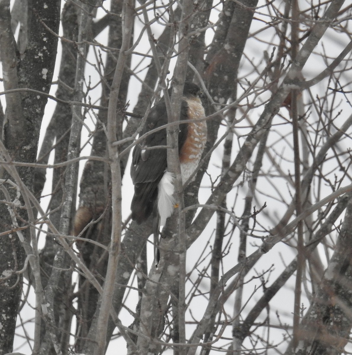 Sharp-shinned Hawk - ML646639408