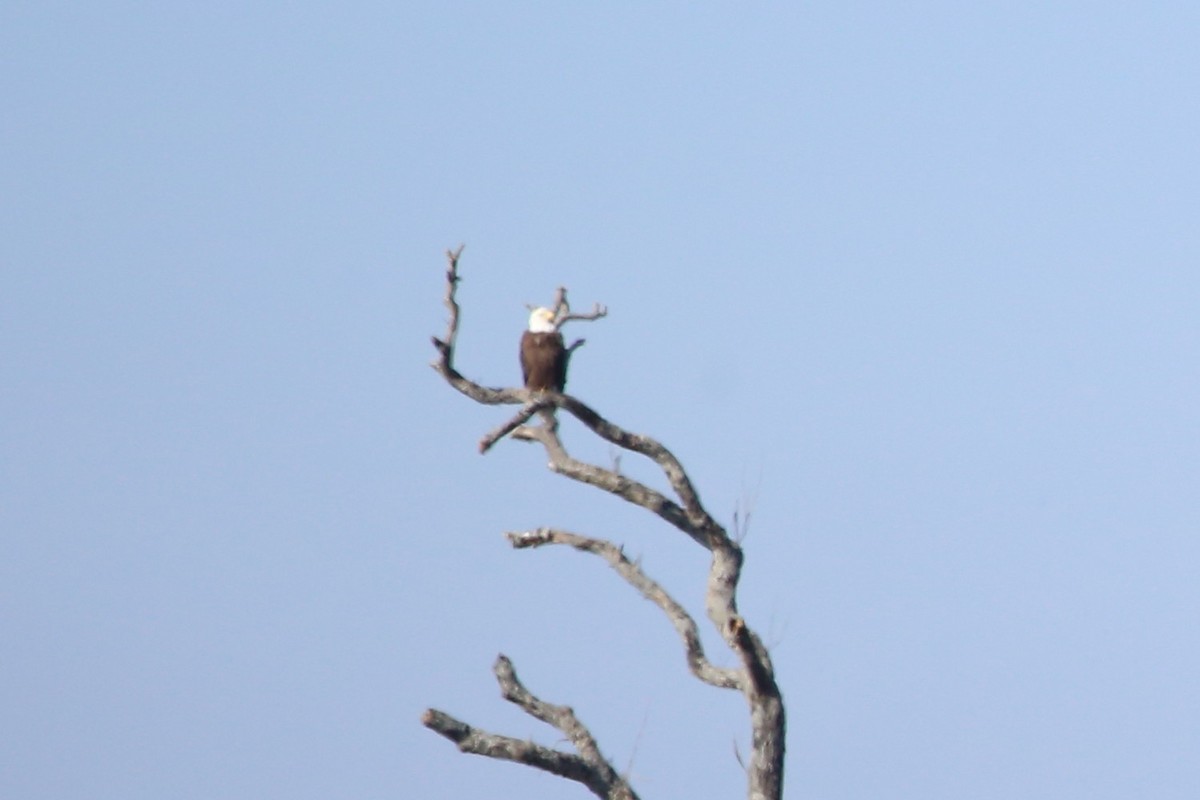 עיטם לבן-ראש - ML646639410