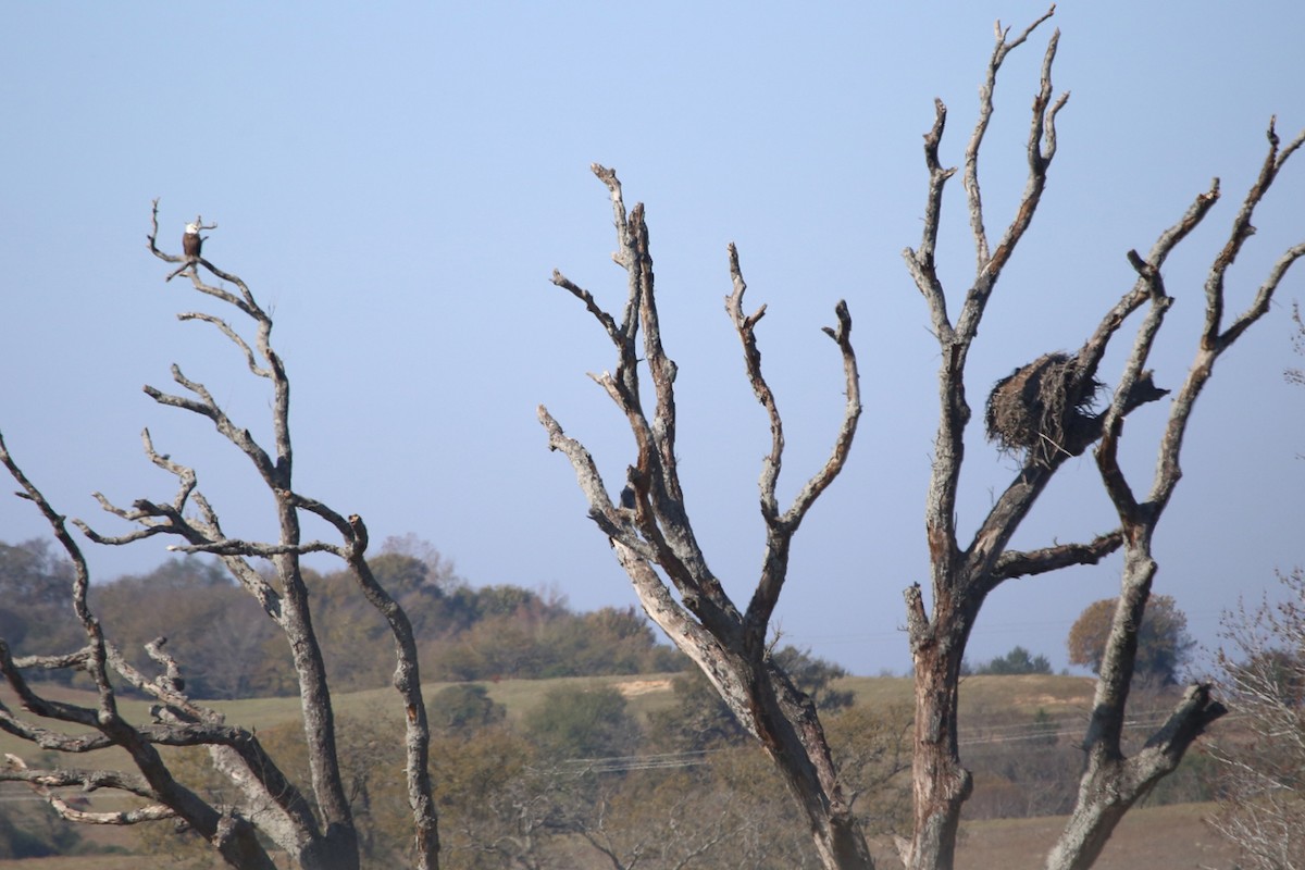 עיטם לבן-ראש - ML646639411