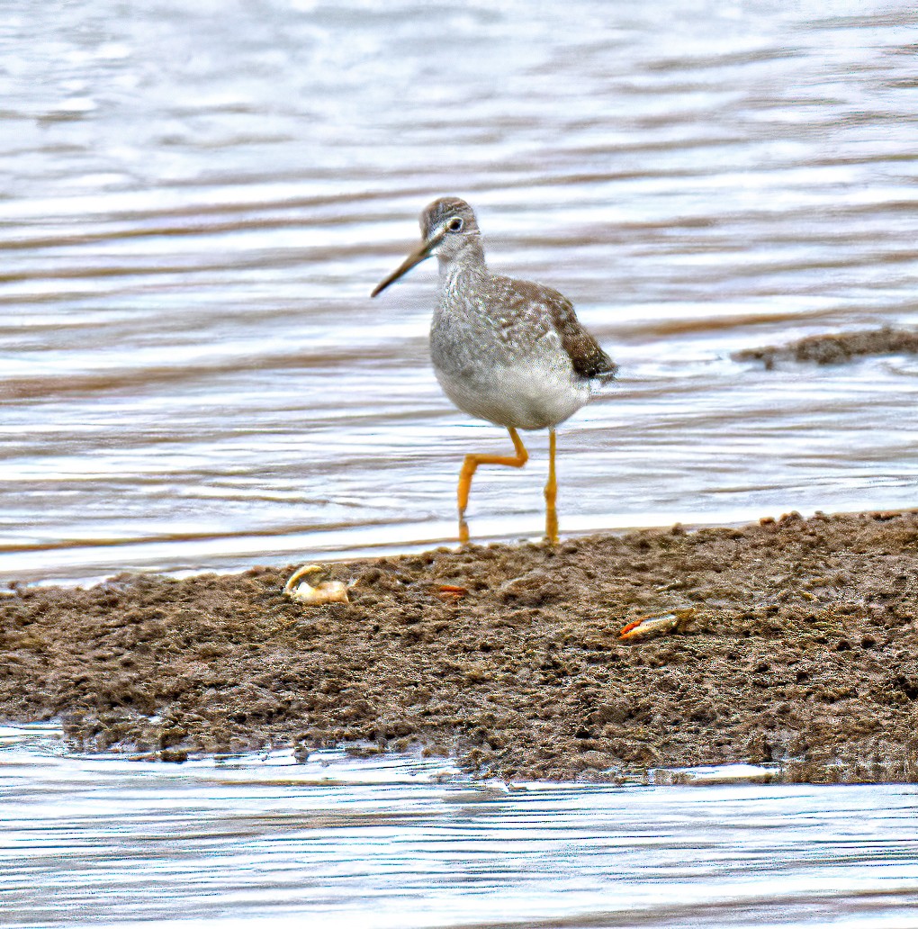 vodouš velký - ML646639418