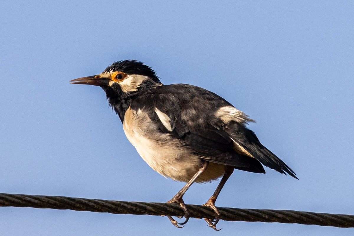 印度鵲椋鳥 - ML646639419