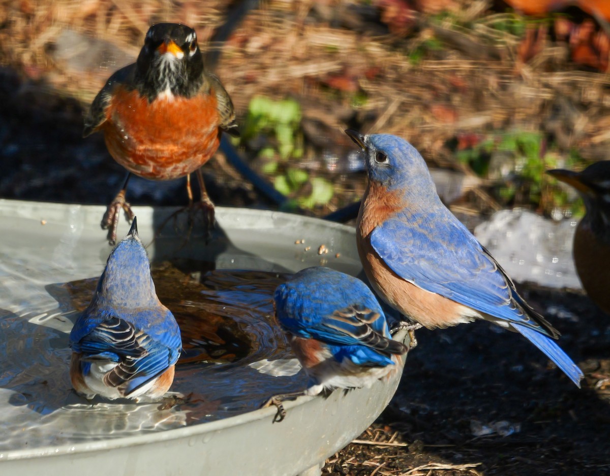 Eastern Bluebird - ML646639449