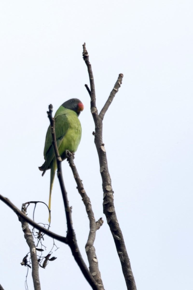 Slaty-headed Parakeet - ML646639453