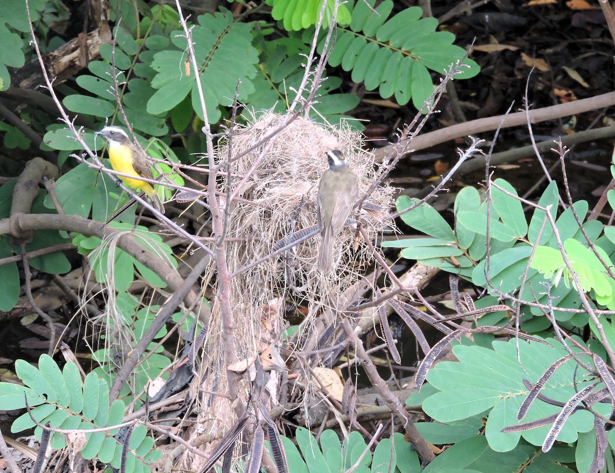 Social Flycatcher - ML646639455