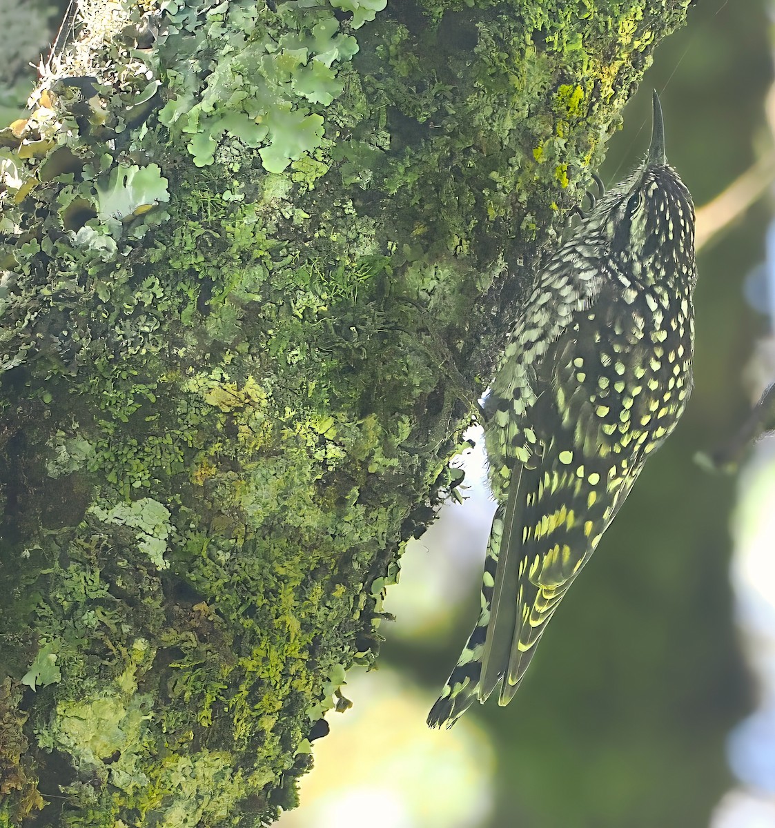 African Spotted Creeper - ML646639461
