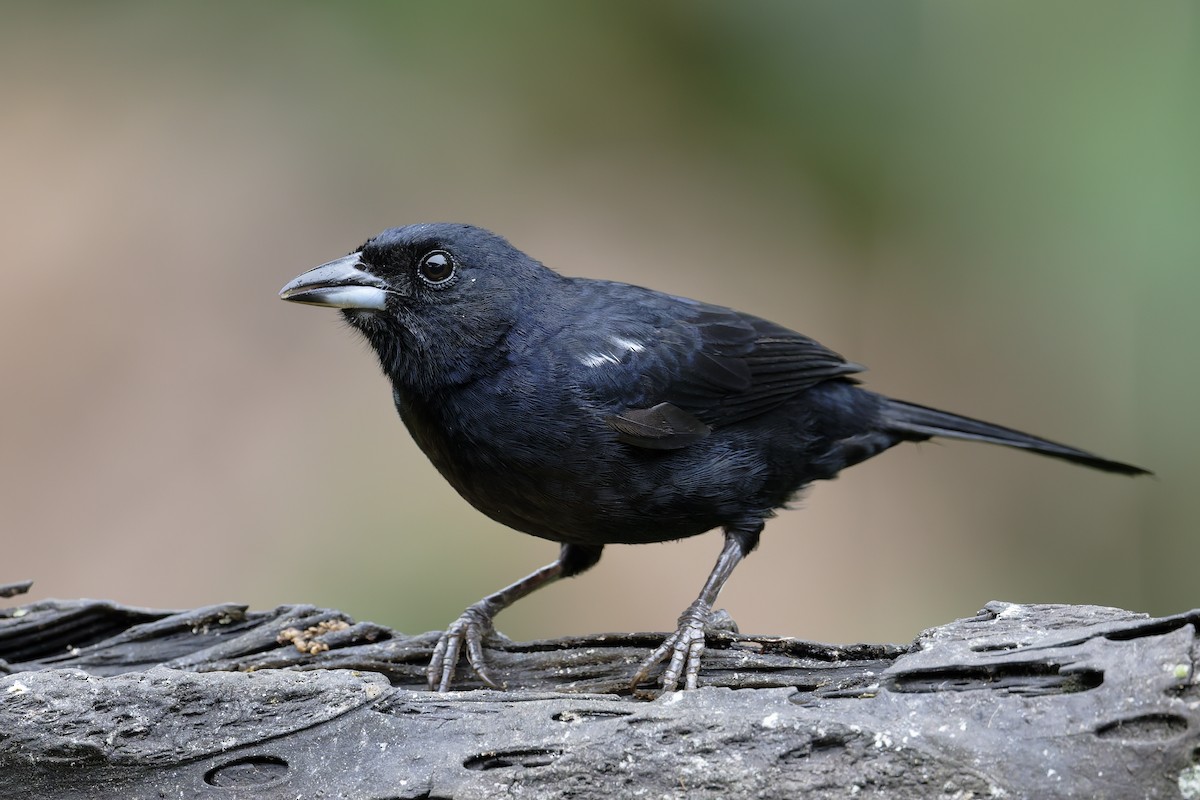 White-lined Tanager - ML646639465
