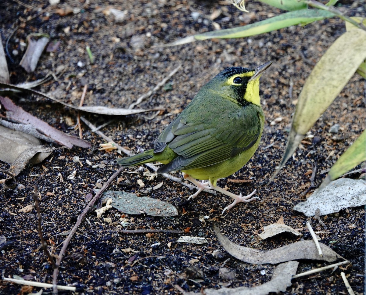 Kentucky Warbler - ML646639466