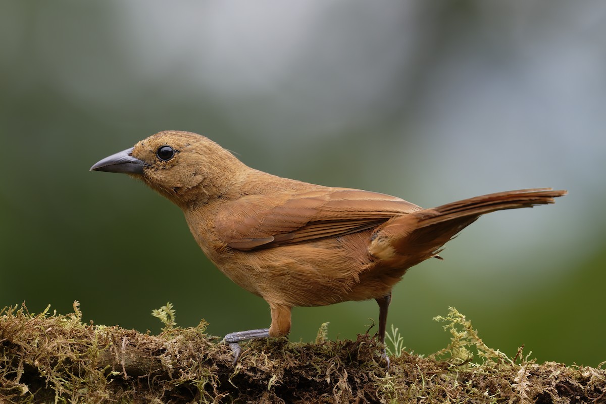 White-lined Tanager - ML646639467
