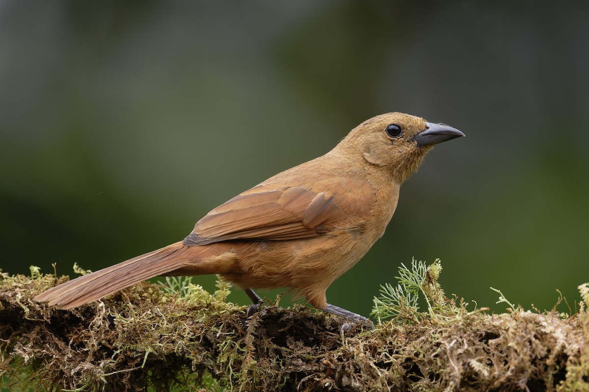 White-lined Tanager - ML646639468