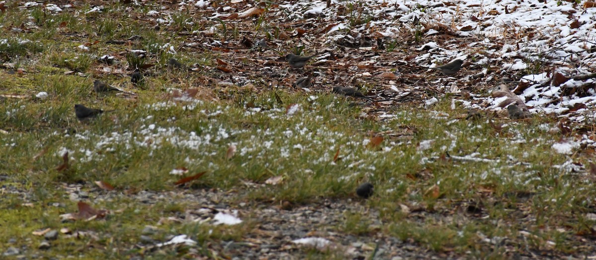 Юнко сірий (підвид hyemalis/carolinensis) - ML646639470