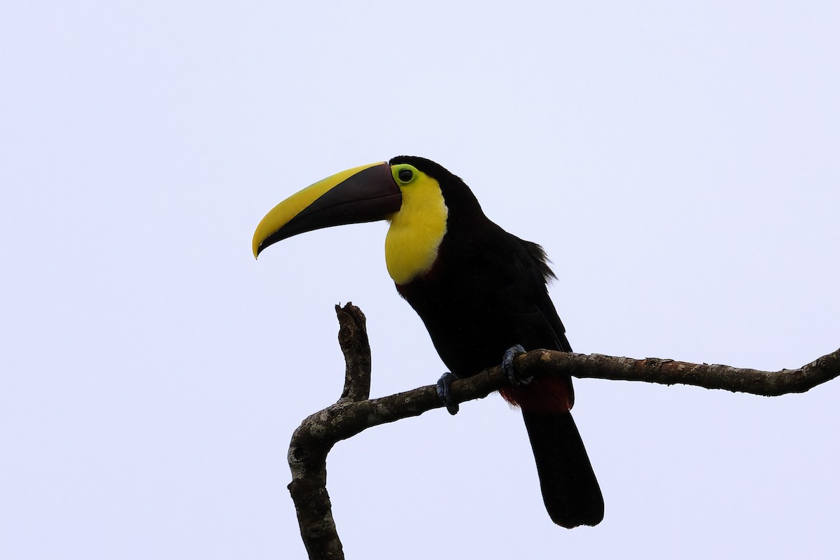Yellow-throated Toucan - ML646639471