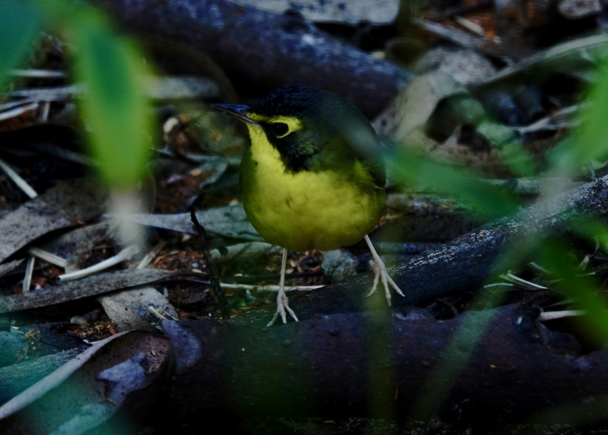 Kentucky Warbler - ML646639472