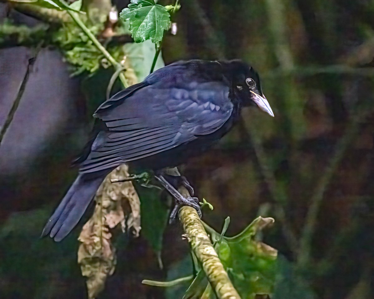 Tordo Gigante - ML646639480